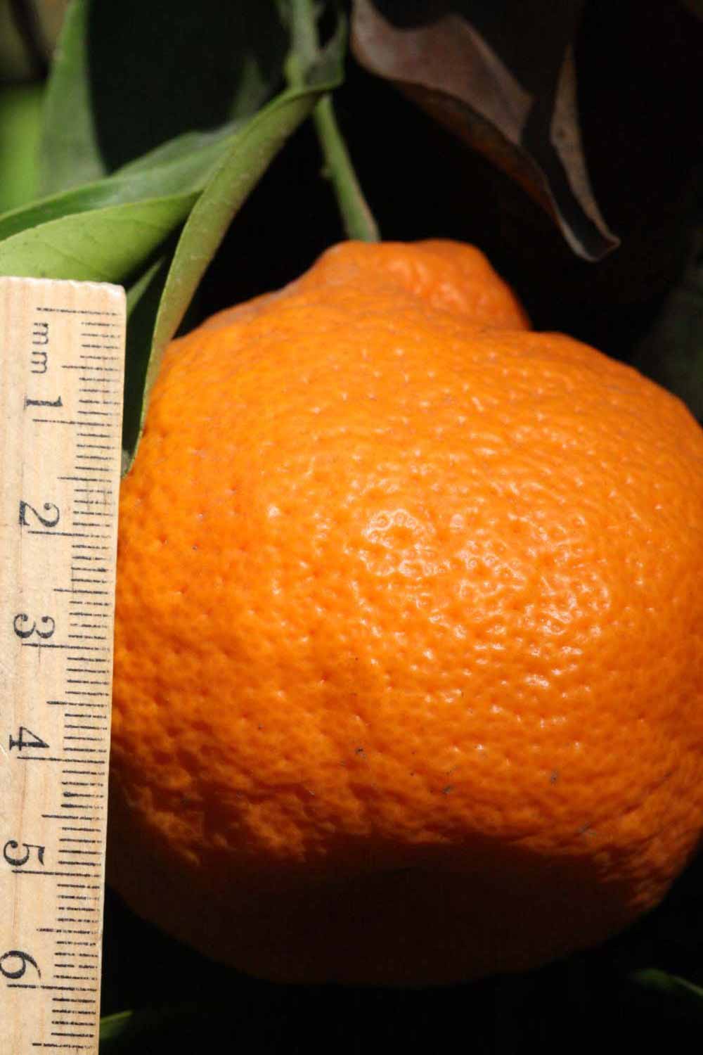              Fruit (Riverside, CA)       